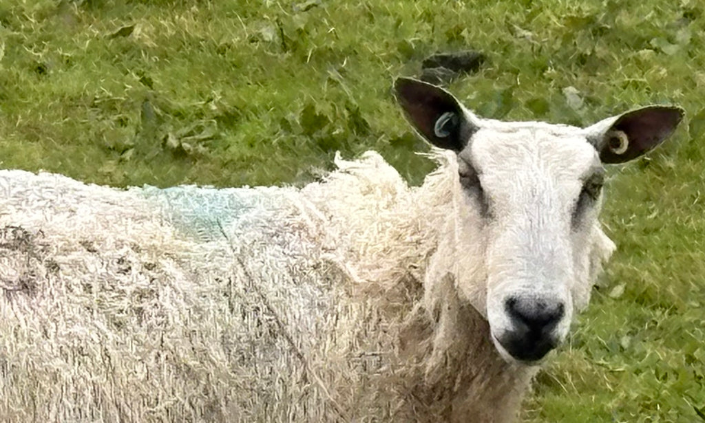 kintyre yarn
image of sheep
campbeltown wool
scottish wool