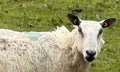 kintyre yarn
image of sheep
campbeltown wool
scottish wool